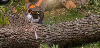 Best Tree Cabling and Bracing  in Ness City, KS